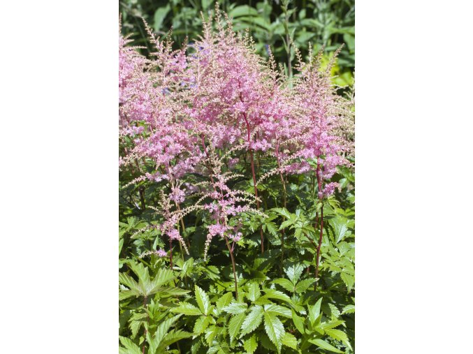 Čechrava - " Bressingham Beauty "