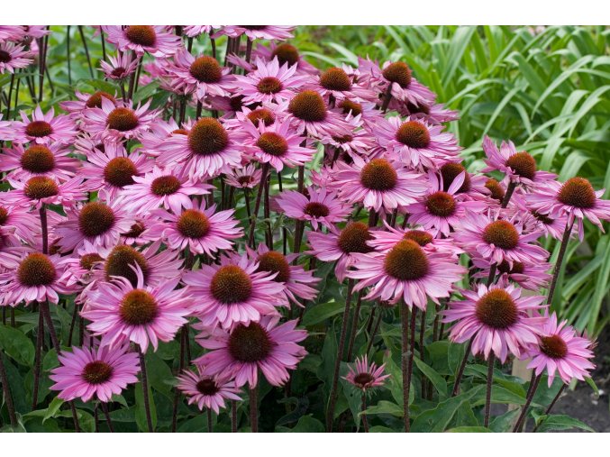 echinacea magnus profimedia 0081170512