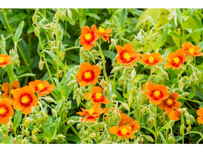 helianthemum orange profimedia 0623791872
