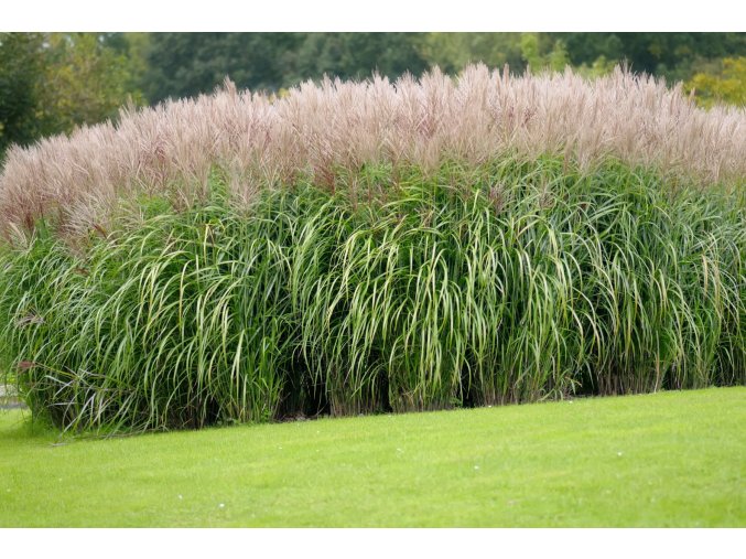 Miscanthus Herman Mussel profimedia 0080119583