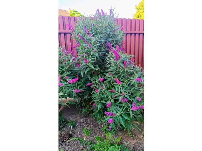 Komule Davidova Butterfly© Tower magenta