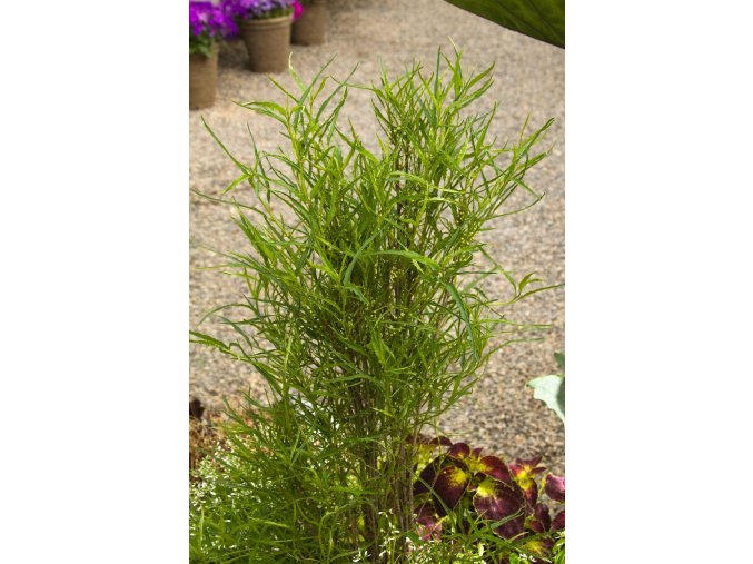 Rhamnus Frangula profimedia 0081333583