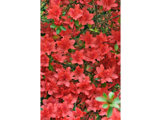 azalea orange beauty profimedia 0170196876