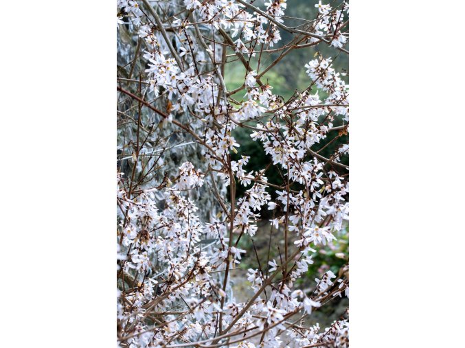 abeliophyllum distichum profimedia 0786016286