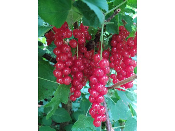 Rybíz červený " Rovada " keř