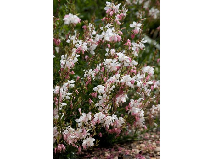 gaura lindheimeri profimedia 0081335820