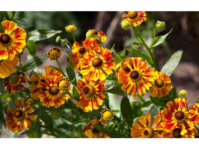 helenium Feuersiegel profimedia 0170202525