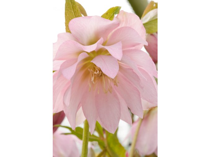 helleborous double pink profimedia 0169156967