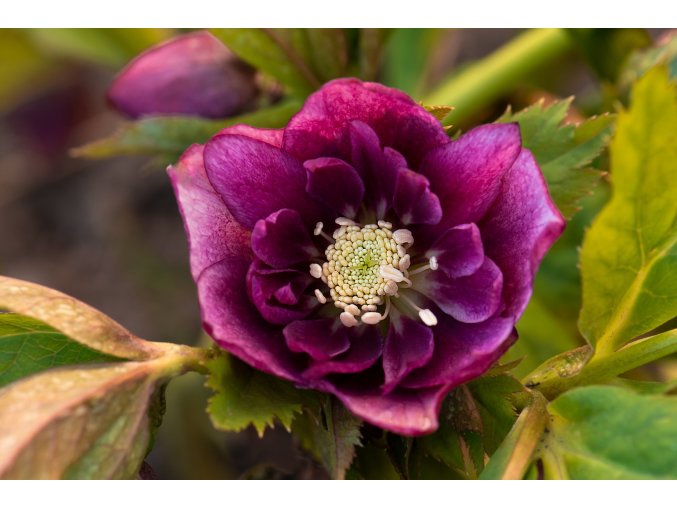 helleborous double purple profimedia 0169156967