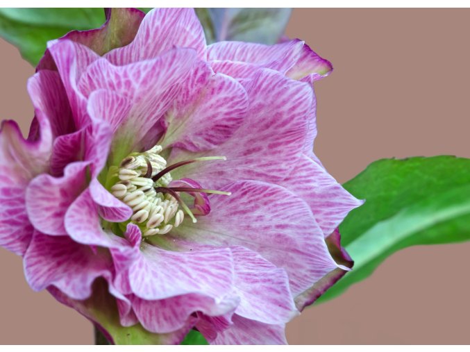 helleborous double red profimedia 0169156967