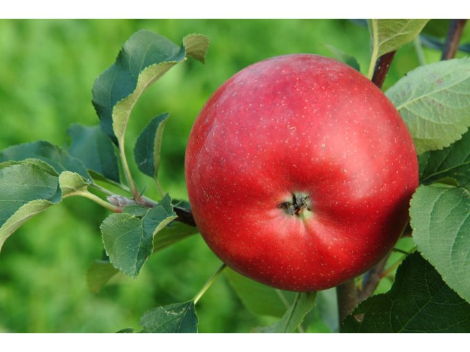 malus melodie profimedia 0014395471