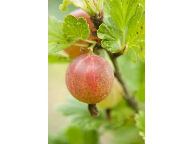 rodnik profimedia 0253142720