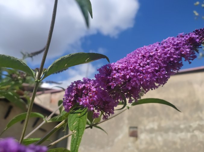 Komule Davidova Buddleja davidii ( motýlí keř)