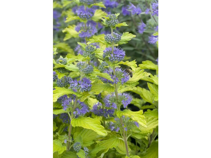 Caryopteris gold crest profimedia 0251098981