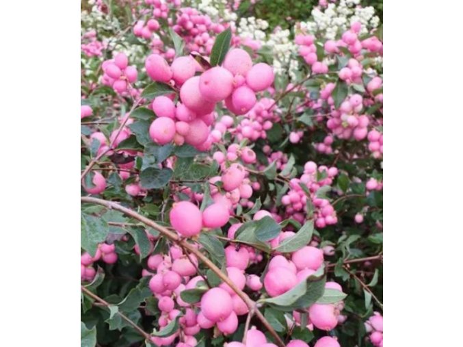 pámelnik magic berry