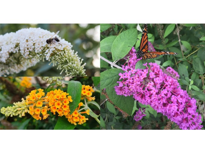 white, sungold, pink delight