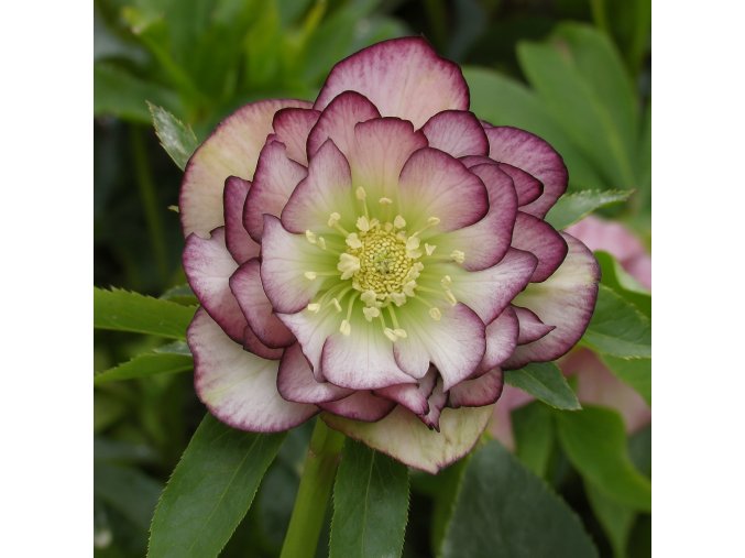 Čemeřice černá Double ellen Picotee