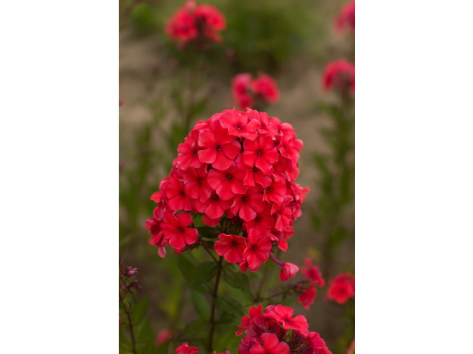 Plamenka Adessa Orange