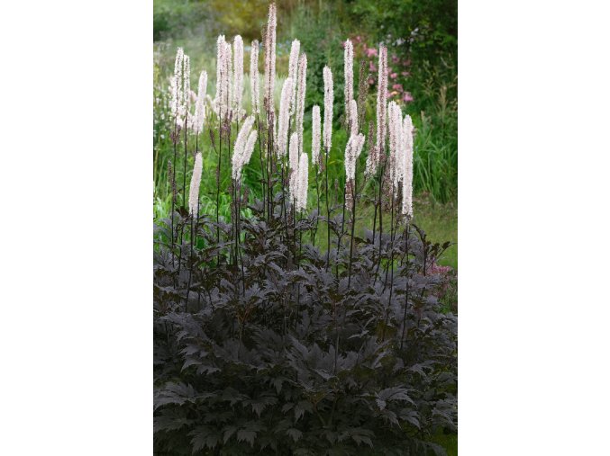 Ploštičník hroznovitý Brunette