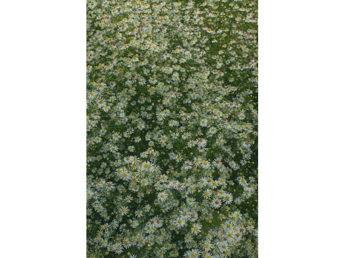 Astra vřesovcová Golden Spray