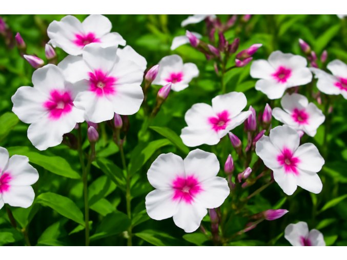 Plamenka latnatá Adessa Pink Star