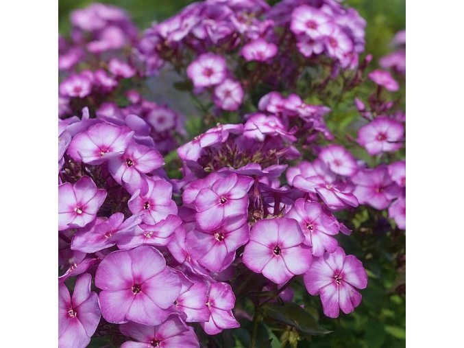 Plamenka latnatá Adessa Purple Star