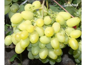 galahad