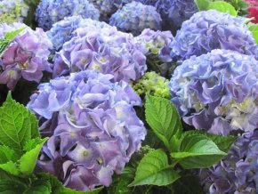 HydrangeaBlauerZwerg 800x
