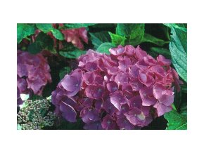 Hortenzie velkolistá - Červená kompaktní