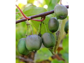 minikiwi issai profimedia 0565130028