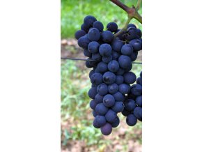 Vinná réva " Alden "