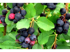 Amelanchier Martin