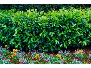 PRUNUS LAUROCERASUS profimedia 0568240901