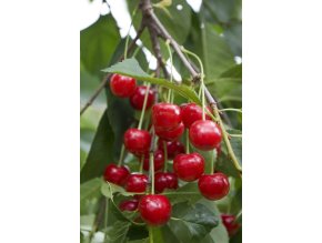 Morela pozdní profimedia 0260015156