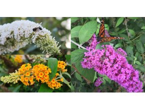 white, sungold, pink delight
