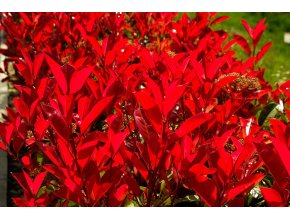 Blýskavka Red Robin