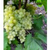 Vinná réva " Millenium " ( Kišmiš 342 ) - bezsemenné