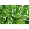 hosta 837182 1920