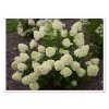 Hydrangea Lime Light Panicle Hydrangea landscape