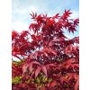 acer palmatum
