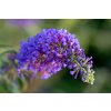 buddleja nannho blue