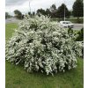 Spiraea x vanhouttei habit
