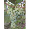 Sotolar Vitis labrusca ananasnyj hrozen