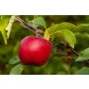 Malus red topaz profimedia 0766211621