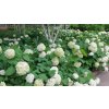 hydrangea arborescens annabelle native shrubs and perennials 42350.1600382709