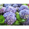 HydrangeaBlauerZwerg 800x