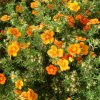 potentilla fruticosa hopleys orange shrubby cinquefoil deciduous p389 28538 image