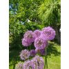Okrasný česnek (Allium - Millenium)