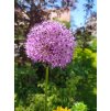 Okrasný česnek (Allium - Millenium)