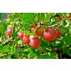 Captivator gooseberry 4725470 1280